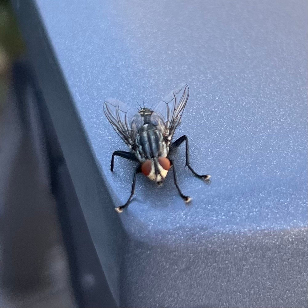 Macro Aufnahme iphone 13 Pro_12 von 12 im August 2022 von Sonja Fuchs alias Fuchsmunter Macro Aufnahme iphone 13 Pro_12 von 12 im August 2022 von Sonja Fuchs alias Fuchsmunter