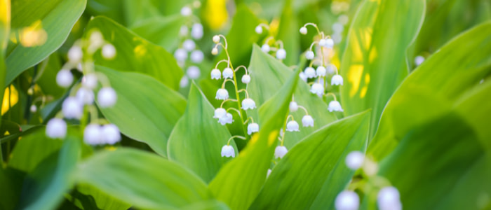 12 von 12 im Mai von Sonja Fuchs alias Fuchsmunter 12 von 12 im Mai von Sonja Fuchs alias Fuchsmunter