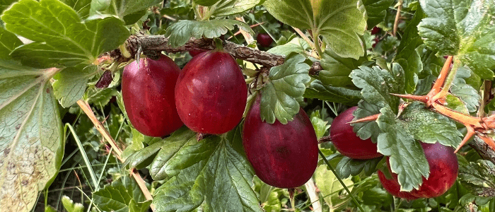 Stachelbeeren im Juli 2022 - 12 von 12 mit Fuchsmunter alias Sonja Fuchs Stachelbeeren im Juli 2022 - 12 von 12 mit Fuchsmunter alias Sonja Fuchs