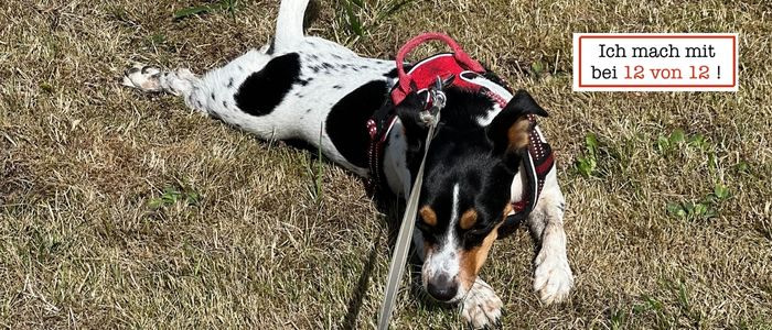 12 von 12 im September 2022 von Sonja Fuchs alias Fuchsmunter 12 von 12 im September 2022 von Sonja Fuchs alias Fuchsmunter