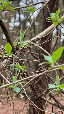 dea_meine_12_-_Tage_Kur_im_Februar_2024_9 Der Frühling zeigt das erste Grün.