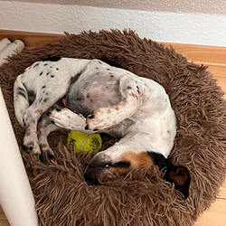 Milly immer noch Muede_12 von 12 im August 2022 von Sonja Fuchs alias Fuchsmunter Milly immer noch Muede_12 von 12 im August 2022 von Sonja Fuchs alias Fuchsmunter