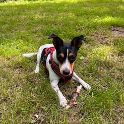 Milly in Arbeit - 12 von 12 im Juli 2022 mit Sonja Fuchs alias Fuchsmunter Milly in Arbeit - 12 von 12 im Juli 2022 mit Sonja Fuchs alias Fuchsmunter