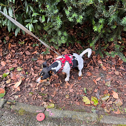 Morgenrunde_mit_Milly_12 von 12 im September 2022 von Sonja Fuchs alias Fuchsmunter Morgenrunde_mit_Milly_12 von 12 im September 2022 von Sonja Fuchs alias Fuchsmunter