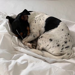 Muede Milly _ 12 von 12 im August 2022 von Sonja Fuchs alias Fuchsmunter Muede Milly _ 12 von 12 im August 2022 von Sonja Fuchs alias Fuchsmunter