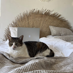 Neue Homeoffice neue Kollegin Homeoffice-Level: Von der Katze geprüft und genehmigt