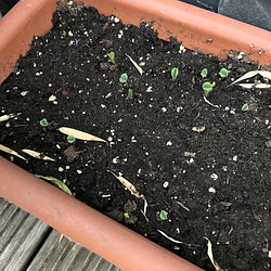 Pfluecksalat_12 von 12 im August 2022 von Sonja Fuchs alias Fuchsmunter Pfluecksalat_12 von 12 im August 2022 von Sonja Fuchs alias Fuchsmunter