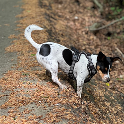 Ruendchen mit dem Huendchen - 12 von 12 im Mai 2022 von Sonja Fuchs alias Fuchsmunter Ruendchen mit dem Huendchen - 12 von 12 im Mai 2022 von Sonja Fuchs alias Fuchsmunter