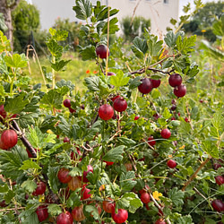 Super leckere Stachelbeeren - 12 von 12 im Juli 2022 von Sonja Fuchs alias Fuchsmunter Super leckere Stachelbeeren - 12 von 12 im Juli 2022 von Sonja Fuchs alias Fuchsmunter