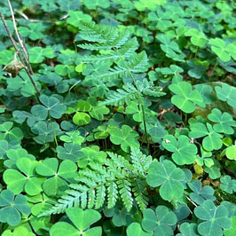 Wald-Sauerklee mit Farnblatt Grüner Wald-Sauerklee mit einem feinen Farnblatt in der Mitte, aufgenommen im Wald.