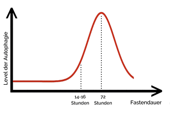 Level der Autophagie im Verhaeltnis zur Fastendauer Level der Autophagie im Verhaeltnis zur Fastendauer