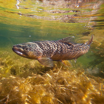 Bachforelle Bachforelle