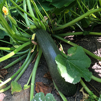 Zucchini eine fantastische Zutat in figurbewussten Rezepten Die Zucchini ist ein echtes Leichtgewicht unter den Gemüsesorten und ideal für eine figurbewusste Ernährung.