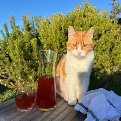 In_12_Tagen_zu_mehr_Leichtigkeit_Ginger-Cat_in Action Die kleine rote Katze meiner Freundin, die sich unbedingt auf den Tisch setzen wollte.